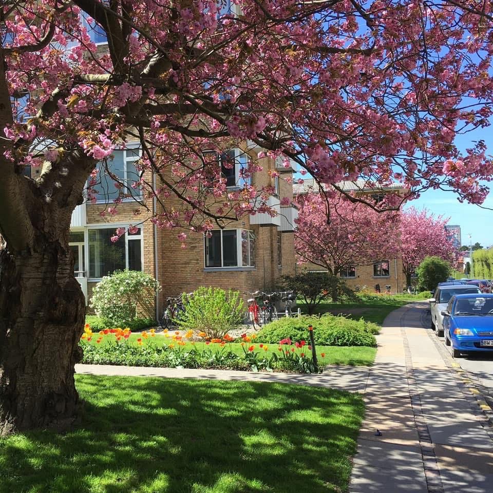 Loppe-dag i Søndermarksvænget 🌸