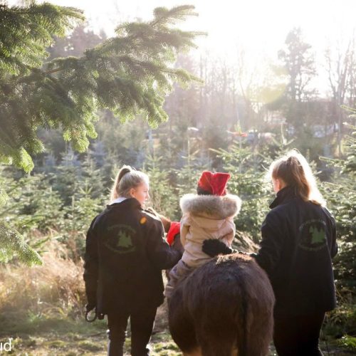 Jul på Dyssegaarden 2026 – Julemarked, Juletræsfældning, Alt til Julebordet og Familiehygge 🎄🎅🏻